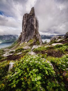 Segla, six ways. ⛰️ Same peak, never the same face. From the ridge at Hesten, from the drone, from sea level — Senja’s sail just keeps changing with the light.

📍 Segla, Senja | June 23–24 2026

#segla #senja #northernnorway #alphasummerfi #djimavic4pro