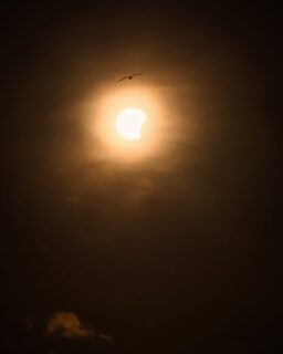 The beginning and the end, both photobombed.

Left: early partial, gull crossing the sun. Right: last light over Lieto, helicopter crossing the crescent.

📷 Sony A7R V + FE70-200mm F4 G OSS

#solareclipse2026 #lieto #sonynordic #solareclipse #visitfinland