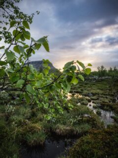 Four frames from Kilpisjärvi around midnight. Saana on watch, the bogs turned to glass, and a sun that just hovered. Walked out after the rain — birch still wet, cotton grass catching the light, the whole fell quiet.

📷 Sony A7R V + 20 mm

📆 21.6.2026

#kilpisjärvi #saana #enontekiolapland #AlphaSummerFI #midnightsun